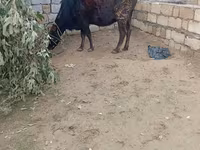 Krava, Skot — foto 4