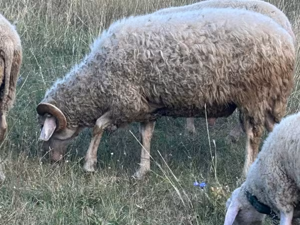 Qoç, Assaf sheep
