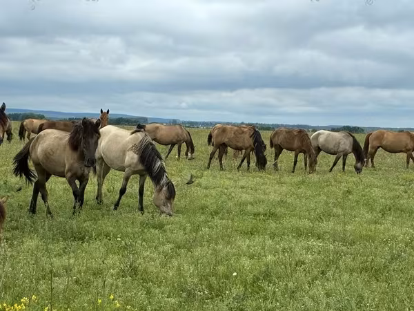 Atlar (partiya, cinsi göstərilməyib), Horse breed