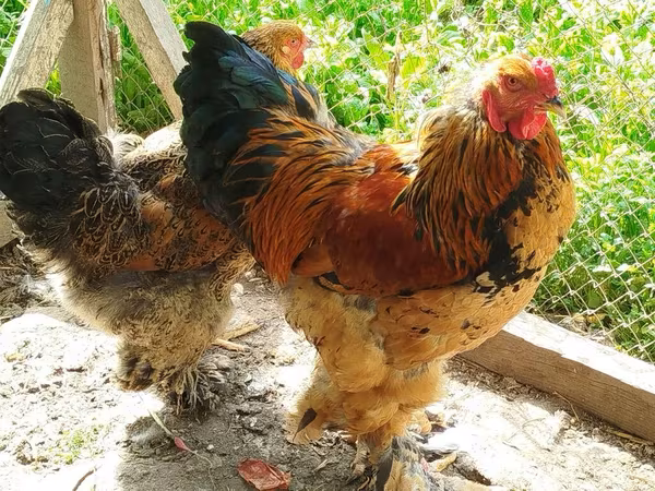 Brahma — Azerbaijan