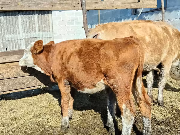 Krava, Simmental cattle