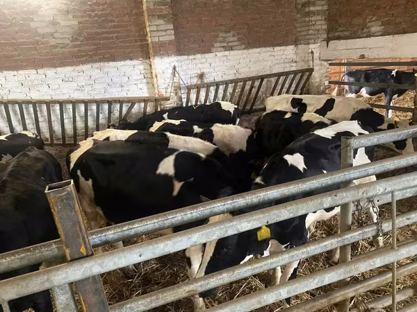 بقرة, Russian Black pied cattle