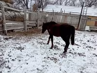 Kůň, Kazakh horse — foto 3