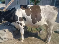 Vaca, Russian Black pied cattle — foto 1