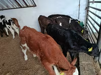 Cow, Limousin cow — photo 3