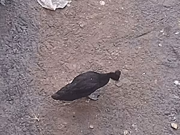 Guinea fowl — Azərbaycan