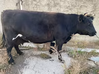 İnək, Russian Black pied cattle — foto 4