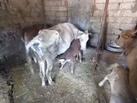 Cow, Simmental cattle — photo 1