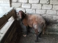Qoç, Qoyunlar — foto 4