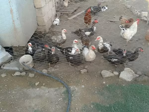 Domestic Muscovy — Azerbaijan