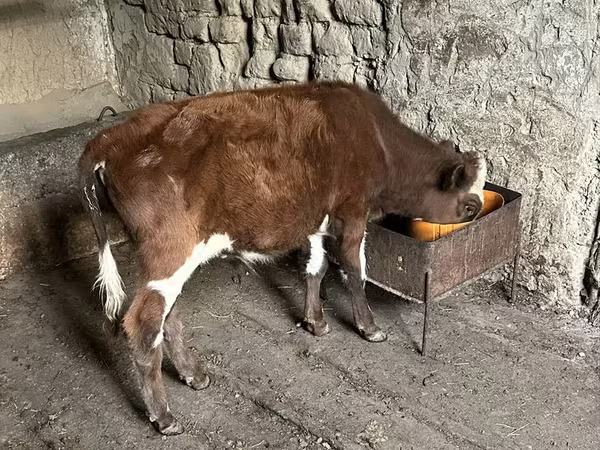 Toro, Ganado vacuno