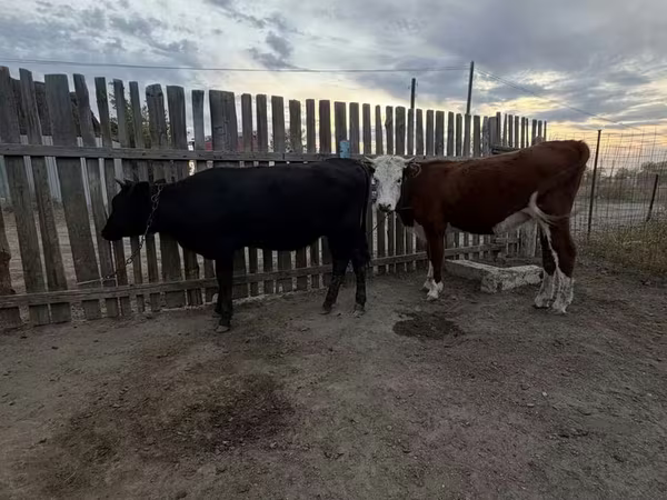 Cow, Simmental cattle