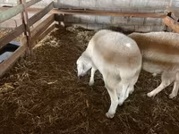 Qoç, Assaf sheep — foto 4