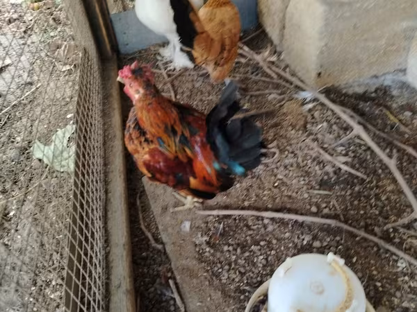 Chickens