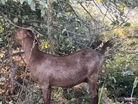 ماعز (دفعة، الجنس غير محدد), Nubian Goat — الصورة 1