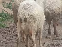 Cabra, Saanen goat — foto 6