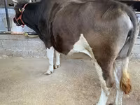 Vaca, Raza Holstein — foto 2