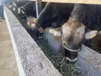 Bull, Cattle — photo 4