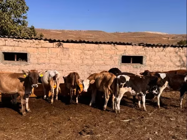 सांड, मवेशी