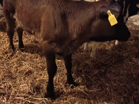 母牛, Aberdeen-Angus — 照片 2