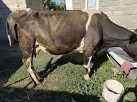 Vaca, Swiss cattle — foto 1