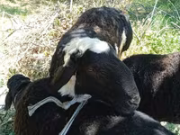 绵羊（批次，未指定性别）, Sheep — 照片 1