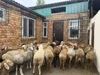 Carneiro, Rhon sheep — foto 3