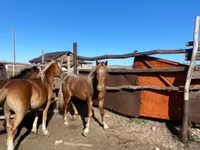 马匹（批次，未指定性别）, Kazakh horse — 照片 3