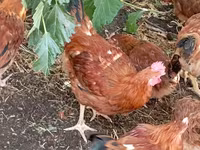 Chickens — Foto 7
