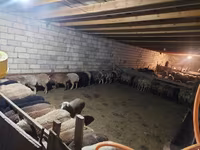 Qoyunlar (partiya, cinsi göstərilməyib), Qoyunlar — foto 4