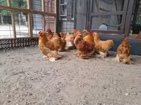 Pekin Bantam — foto 4
