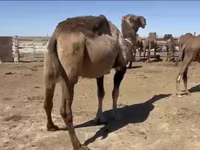 Kamele (Partie, Geschlecht nicht angegeben), Anafi camel — Foto 4