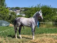 Aygʻir, Otlar — 3-rasm