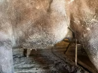 Caballos (lote, sexo no especificado), Caballos — foto 4
