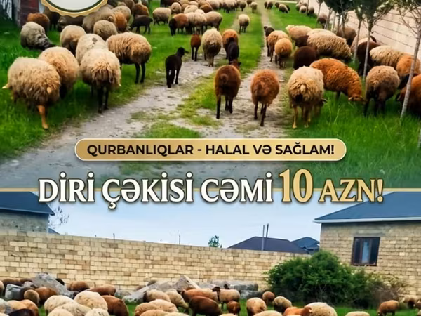 Sheep (batch, sex not specified), Sheep — Azerbaijan