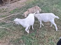 Goat, Goats — photo 3