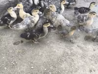 Ducks — फ़ोटो 7