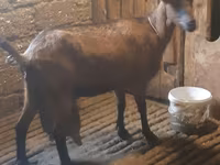3 AZN-e Keci sudu satilir!!Tam tebiyi ve faydali.(catdirilma var ) — Foto 4