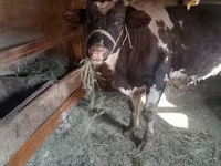 Byk, Russian Black pied cattle — zdjęcie 2