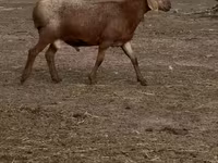 Qoyun, Arashan sheep — foto 3