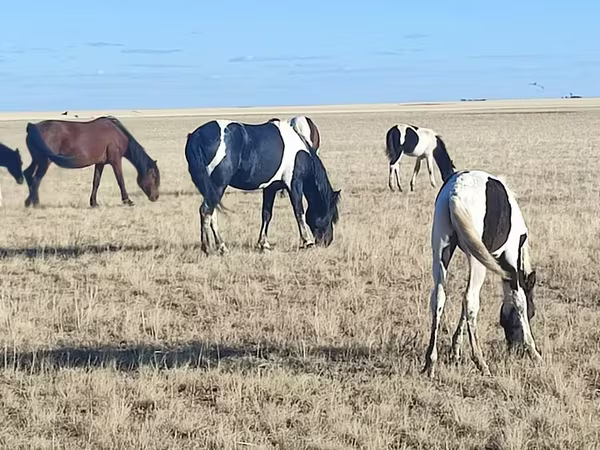Égua, Horse breed