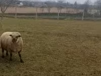 Qoʻchqor, Shroshire sheep — 4-rasm