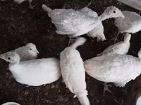 Turkeys — foto 7
