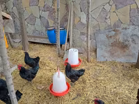 Chickens — photo 8