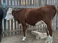 Kuh, Simmental cattle — Foto 5