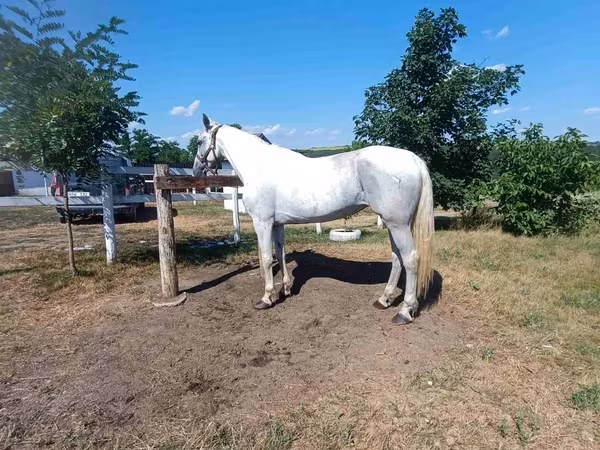 Mare, Orlov Trotter