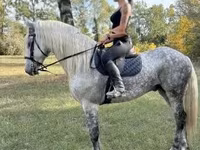 حصان, Andalusian horse — الصورة 2