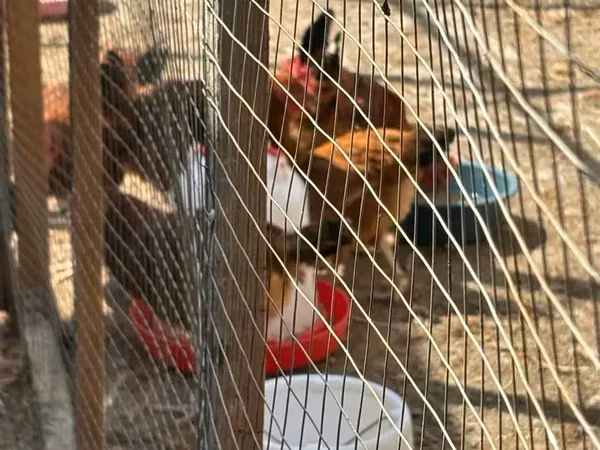 Chickens — أرمينيا