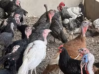Turkeys — foto 4