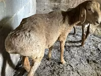 Qoyun, Katum sheep — foto 5